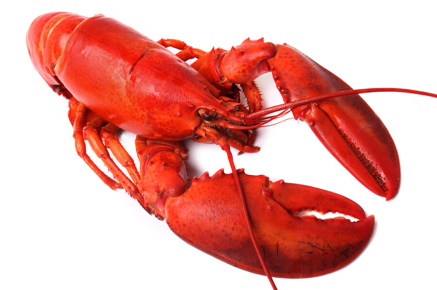 photo of a whole red lobster isolated on white background